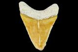 Serrated, Fossil Megalodon Tooth - Florida #108406-1